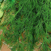 Укроп ОЛИВЕР Moravoseed  100 гр