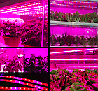 Світлодіодна фітострічка для рослин 12В 5м/упак. IP65 герметична, 4:1 червоно-синій, фото 5