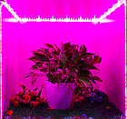 Світлодіодна фітострічка для рослин 12В 5м/упак. IP65 герметична, 4:1 червоно-синій, фото 7