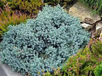 Можжевельник чешуйчатый Блю Стар / Juniperus squamata Blue Star