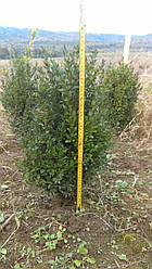 Самшит вічнозелений, Buxus sempervirens, 60 см