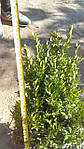 Самшит вічнозелений, Buxus sempervirens, 100 см, фото 6