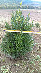 Самшит вічнозелений, Buxus sempervirens, 60 см, фото 10