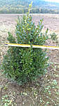 Самшит вічнозелений, Buxus sempervirens, 60 см, фото 11