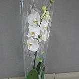 Горщикова рослина Орхідея Фаленопсис, фото 2