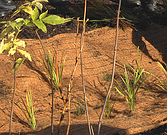 Сітка кокосова