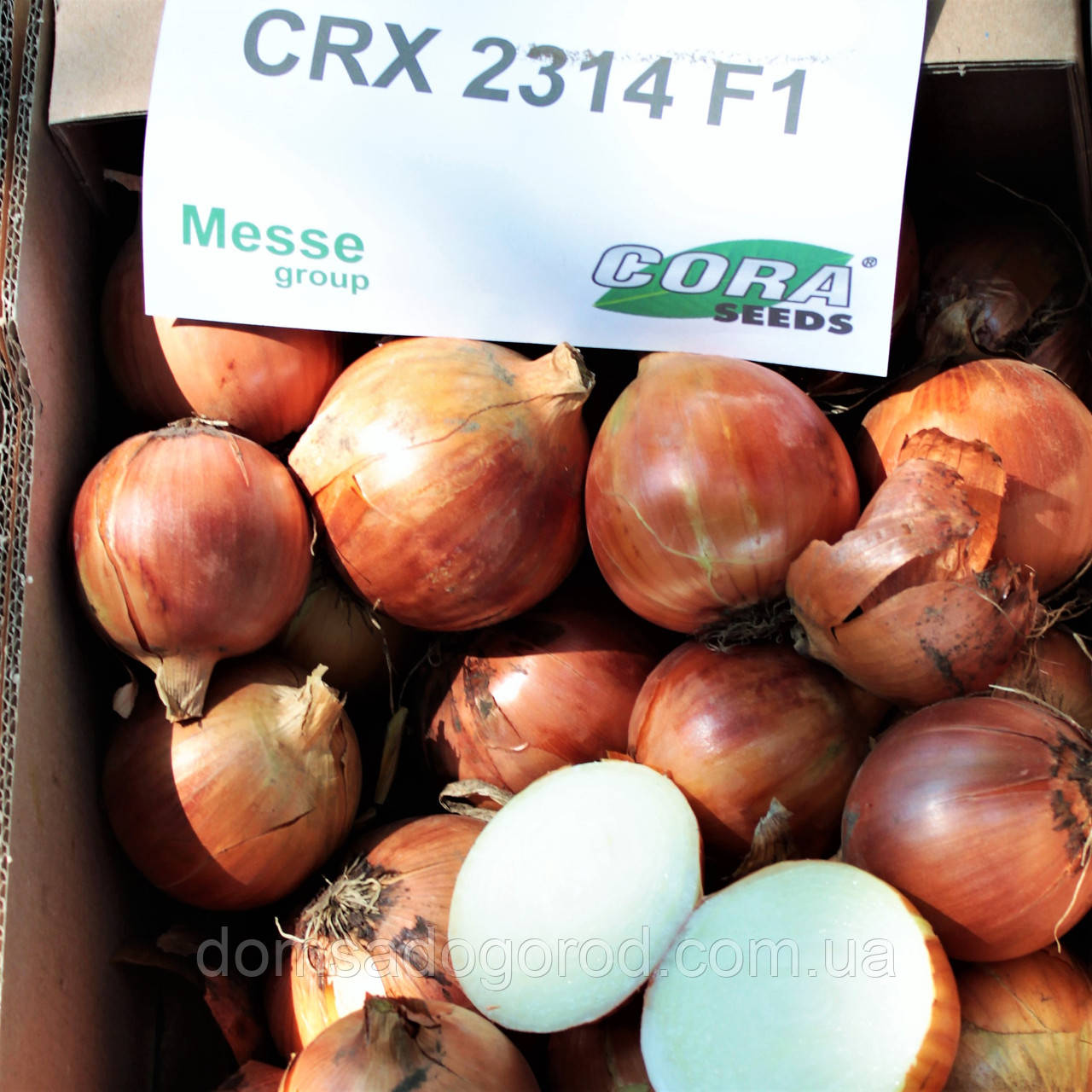 Лук СОНЯ F1 ( CRX 2314) | SONIA  250000  Cora seeds
