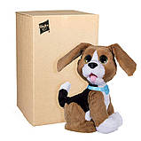 Зворотний цуценя Чарлі FurReal Friends англійською мовою/FurReal Chatty Charlie the Barkin' Beagle, фото 2