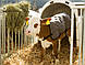 Ковдра для телят (попона), Kerbl Німеччина, фото 4