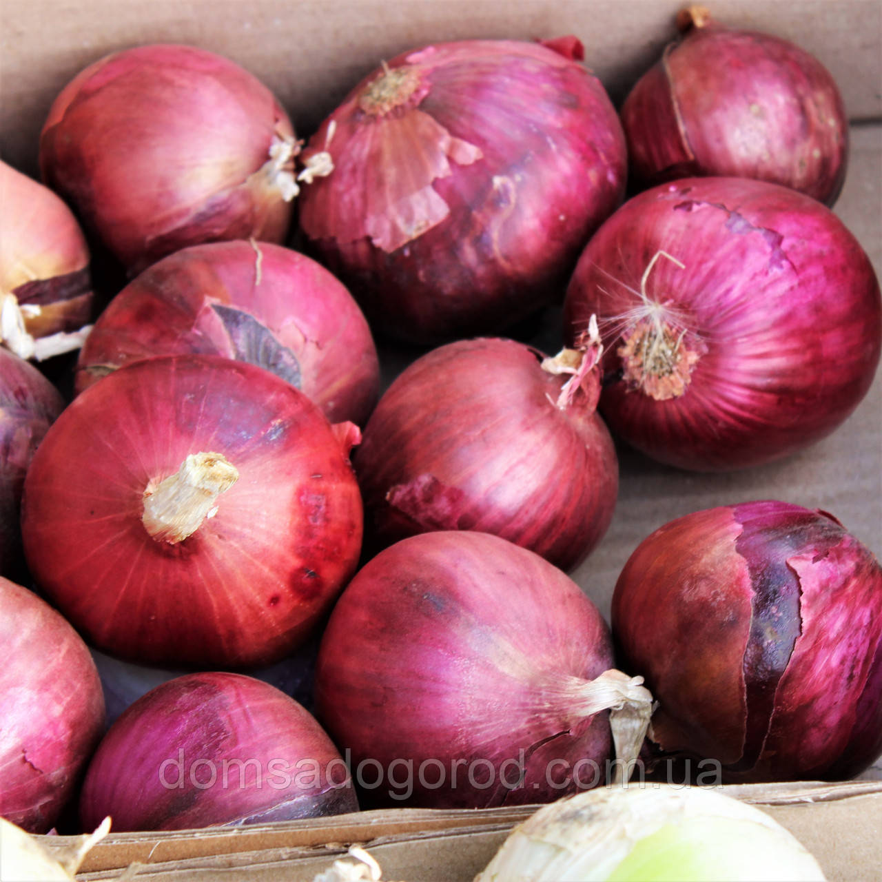 Цибуля ДІВІНА F1 | DIVINA  250000 Cora seeds