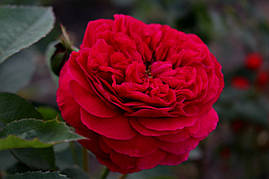 Саджанці троянд Falstaff (Фальстаф)