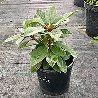 Рододендрон гібридний "Kali" (20-35 см), саджанці в контейнері 2 л. червоний, фіолетовий