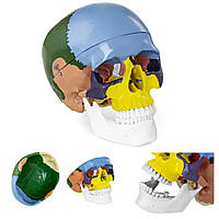 Анатомічна модель людського черепа в кольорі, масштаб 1: 1