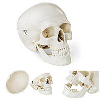 Анатомическая модель человеческого черепа по соотношению 1: 1