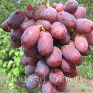 Виноград Шахиня Ірану