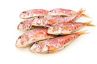 Барабулька (султанка) чорноморська, велика 13-15см