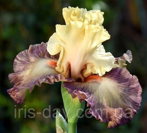 Ірис Taste of Harmony Тест Оф Гармоні (Blyth 2014) (сажі), фото 1