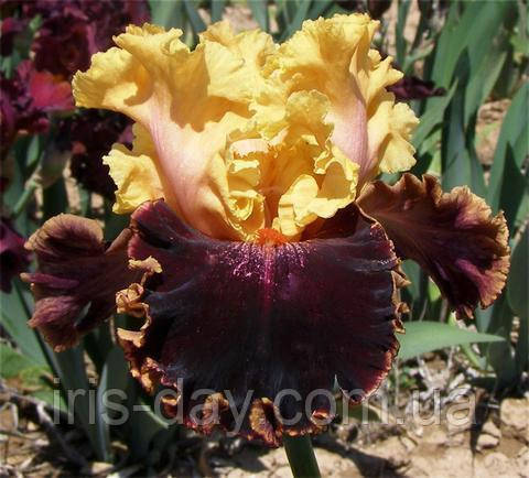 Ірис Spectacle Спекакль (Ghio 2011) (сажники), фото 1