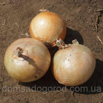 Лук ФОКЕР F1 | FOKKER  250 000 Corra seeds