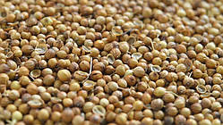 Коріандр (насіння 5 г)