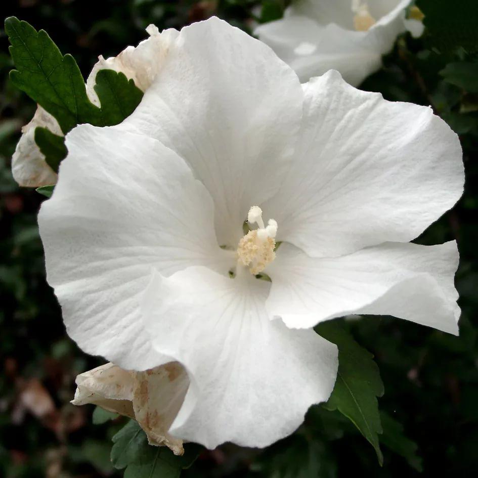 Саджанці Гібіскуса сирійського Вайт Піллар (Hibiscus syriacus White Pillar) Р9