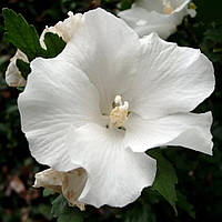 Саженцы Гибискуса сирийского Вайт Пиллар (Hibiscus syriacus White Pillar) Р9