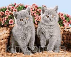 Картина за номерами ArtStory Сірі пухнастики 40 х 50 см (арт. AS0401), фото 1