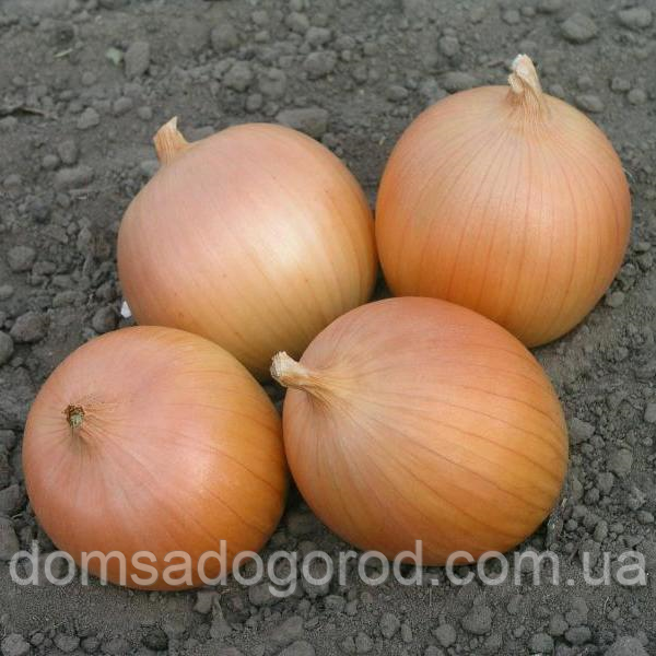 Лук РЕФЛЕКС F1 <unk> REFLEX 250000 Cora seeds