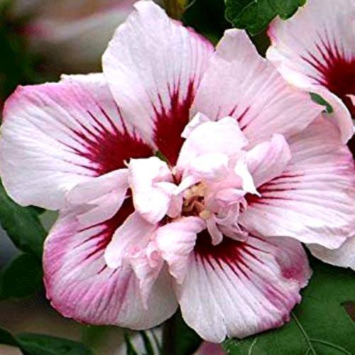 Саджанці Гібіскуса сирійського махрового Леді Стенлі (Hibiscus syriacus Lady Stanley) 50-60 СМ