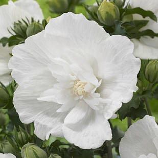 Саджанці Гібіскуса сирійського Уайт Шифон (Hibiscus syriacus White chiffon) Р9