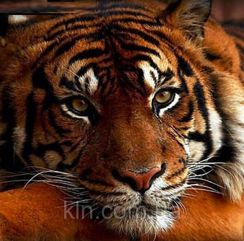 Алмазна вишивка Небезпечний хижак 40 х 40 см (арт. FS891) вишивка стразами, фото 1