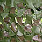 Сітка маскувальна Shade & Shelter серія Pro Double Sided 3*6 м зелена — коричнева, фото 7