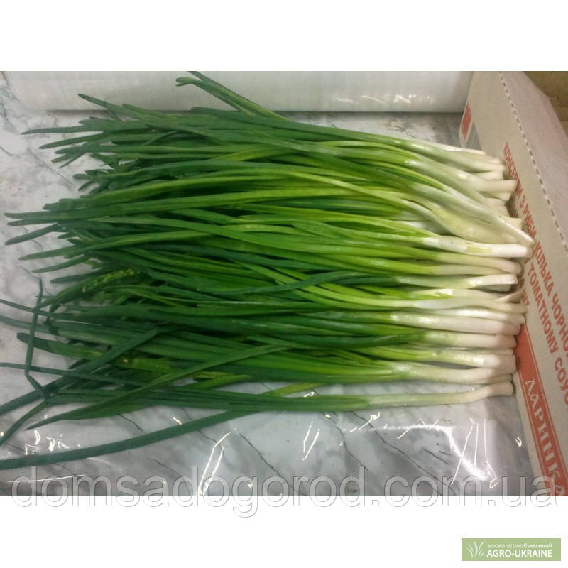 Цибуля на перо КІМІ F1 | KIMI 10000  Cora seeds