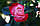 Саджанці троянд Ностальгія (Ностальгія), фото 2