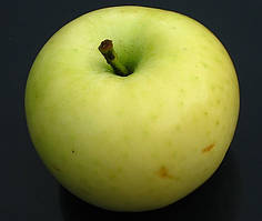 Яблуня Білий Налив. (54-118). Літній сорт.