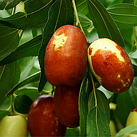 Саджанці Зизифуса Китайський-60 (2-х річний) - середній, великоплідний, зимостійкий,унабі,фініка,жужуба (сіянець)