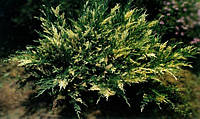 Ялівець козацький Variegata 2 річний, Можжевельник казацкий Вариегата, Juniperus sabina Variegata
