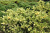 Ялівець козацький Variegata 2 річний, Ялівець козацький Варієгата, Juniperus sabina Variegata, фото 2