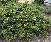 Ялівець козацький Variegata 2 річний, Ялівець козацький Варієгата, Juniperus sabina Variegata, фото 7