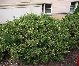 Ялівець козацький Variegata 2 річний, Ялівець козацький Варієгата, Juniperus sabina Variegata, фото 3