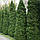 Саджанці Туї західної Спіраліс (Thuja occidentalis Spiralis) Р9, фото 4