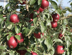 Яблуня Моді. (P14). Зимовий сорт. Однорічний