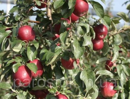 Яблуня Моді. (М.26). Зимовий сорт. Однорічний. (в), фото 1