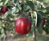Яблуня Моді. (М9). Зимовий сорт. Однорічний, фото 2
