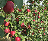 Яблуня Моді. (М9). Зимовий сорт. Однорічний, фото 3