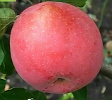 Саджанці яблуні Флоріна. (54-118). (в). Зимовий сорт., фото 3