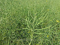 Гібрид ярого ріпаку Мажор РС стійкий до 4 л/га раунду. Високоврожайне насіння ріпаку 33-37ц/га, фото 5