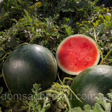 Кавун ТІТАНІЯ F1 | TITANIA Rijk Zwaan 1000 насінин