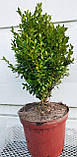 Самшит вічнозелений С5 (BUXUS SEMPERVIRENS), фото 8