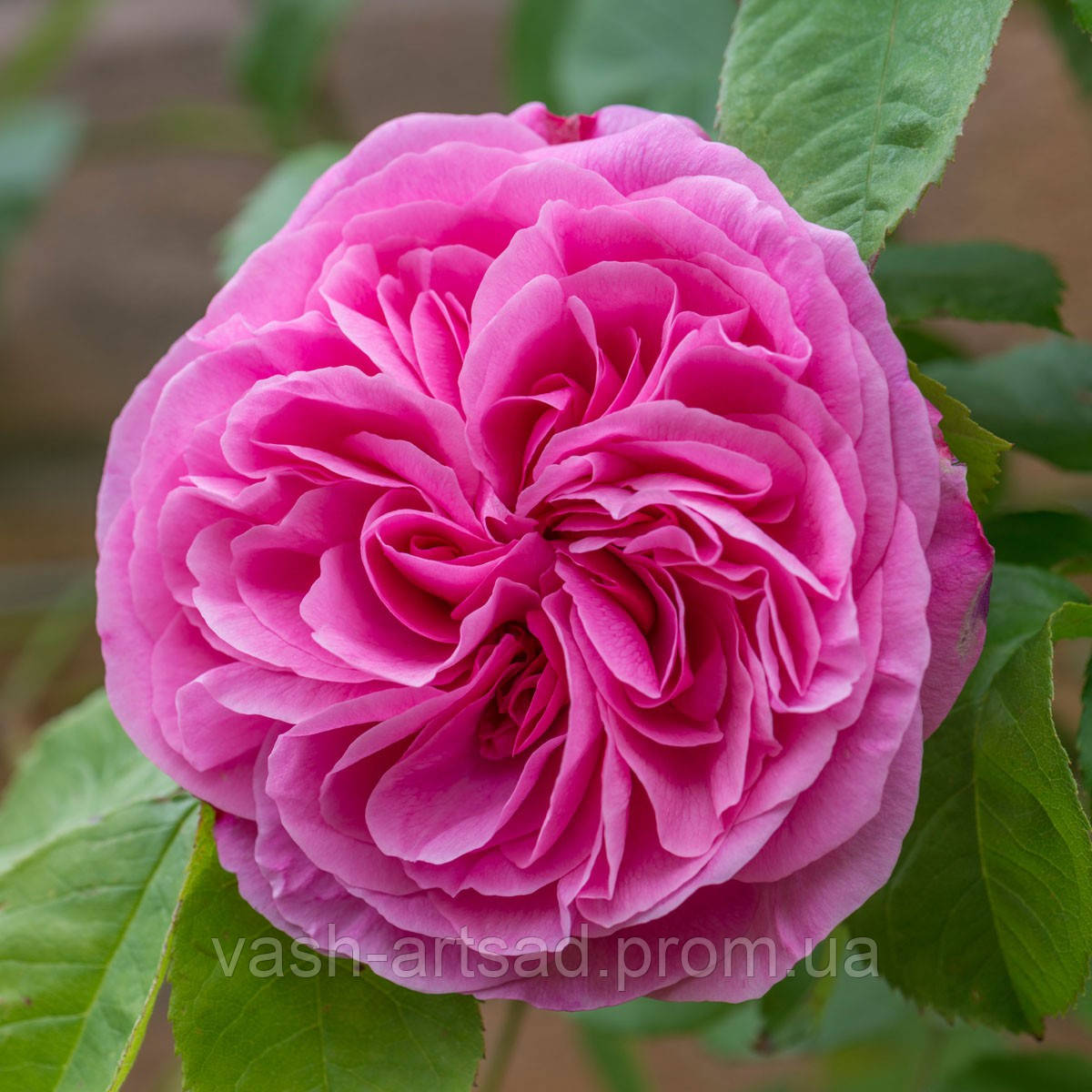 Gertrude Jekyll (Гертруда Джекилл): продажа, цена в Харькове. Саженцы ...